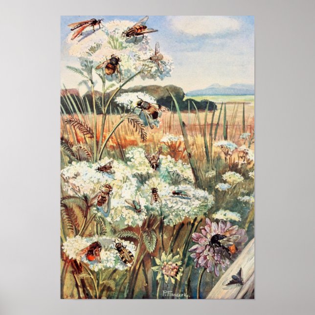Póster Ilustracion Vintage Bee (Frente)