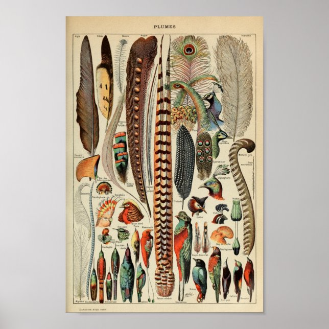 Póster Ilustracion Vintage Bird Feather (Frente)