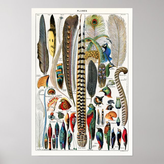 Póster Ilustracion Vintage Bird Feather (Frente)
