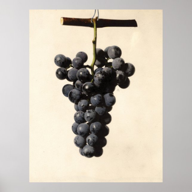 Póster Ilustracion Vintage Concord Grapes (Frente)