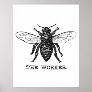 Póster Ilustración Vintage de Abeja Trabajadora