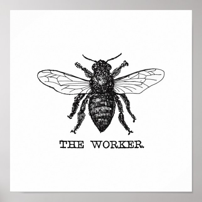 Póster Ilustración Vintage de Abeja Trabajadora (Frente)
