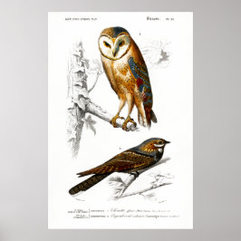 Póster Ilustracion vintage de aves