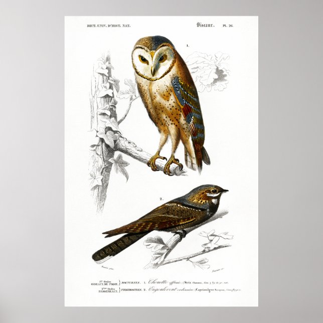 Póster Ilustracion vintage de aves (Frente)