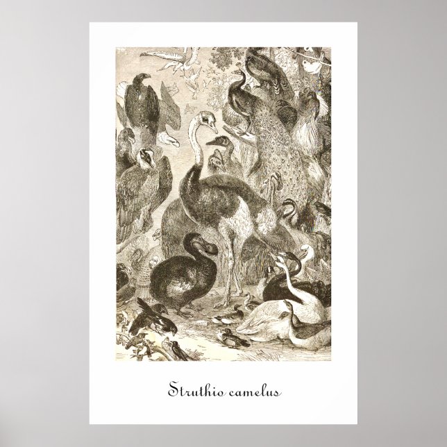 Póster Ilustración vintage de avestruz Struthio camelus (Frente)
