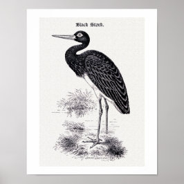 Póster ilustracion vintage de "Black Stork"