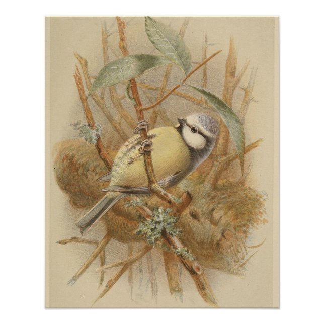 Póster Ilustracion vintage de Bluetit (Anverso)