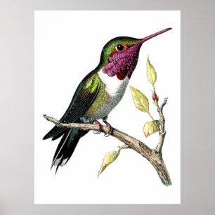 Póster Ilustración Vintage de Colibrí de Anna