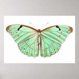 Póster Ilustracion vintage de la mariposa dibujado a mano