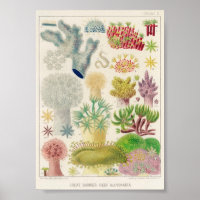 Ilustracion vintage de la vida marina