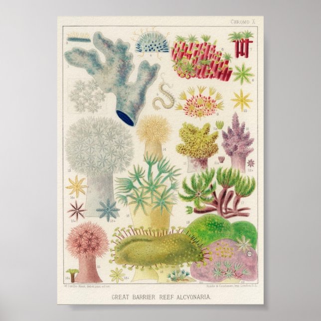 Póster Ilustracion vintage de la vida marina (Frente)