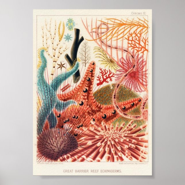 Póster Ilustracion vintage de la vida marina (Frente)