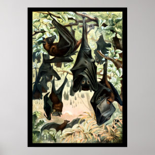 Póster Ilustración vintage de murciélagos zorro volador a