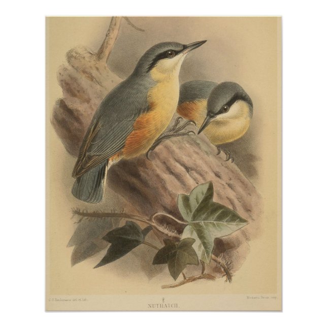 Póster Ilustracion vintage de Nuthatch (Anverso)
