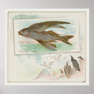 Póster Ilustracion Vintage de peces voladores de Barbados
