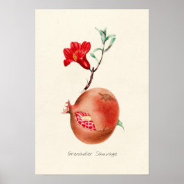 Póster Ilustracion Vintage de Pomegranato