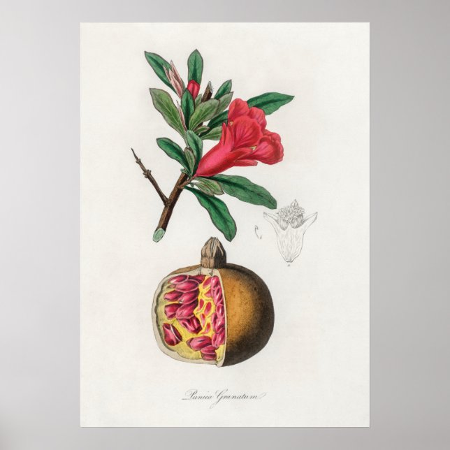 Póster Ilustracion Vintage de Pomegranato (Frente)