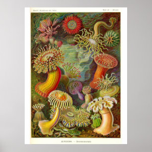 Póster Ilustracion Vintage de Sea Anemones