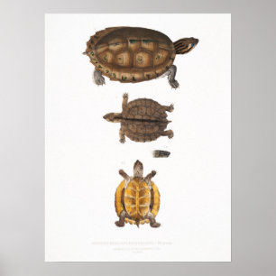 Póster Ilustracion vintage de tortugas/tortugas