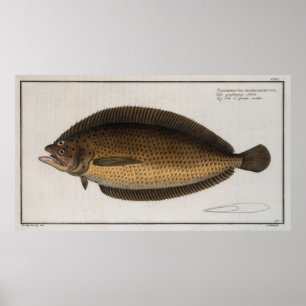 Póster Ilustracion vintage de un Flounder (1785) 2