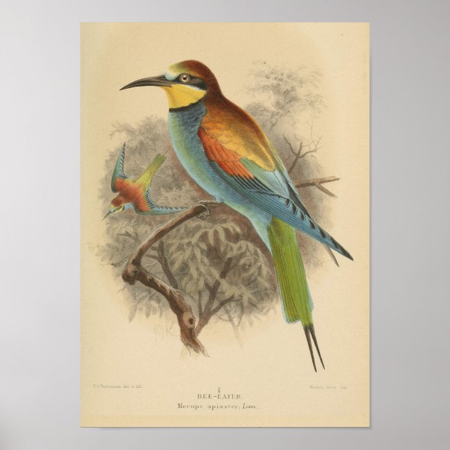 Póster Ilustracion vintage del abejorro europeo (Frente)