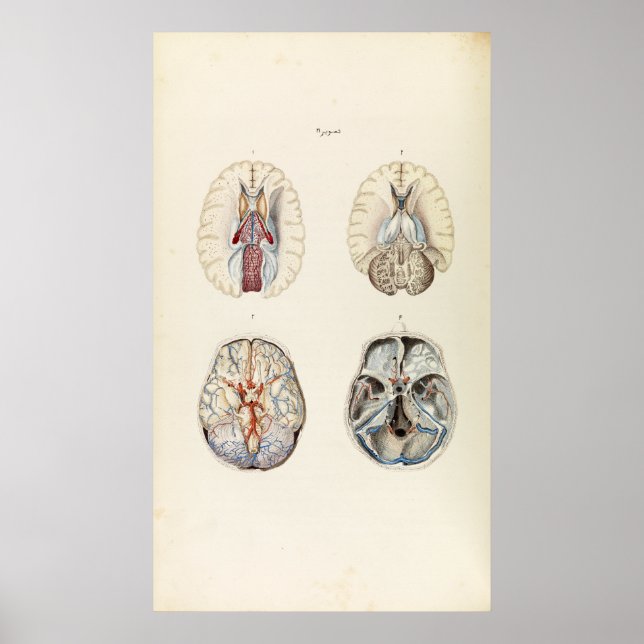 Póster Ilustracion vintage del cerebro humano (Frente)