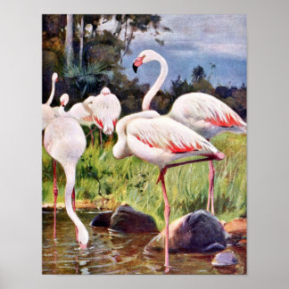 Póster Ilustracion Vintage Flamingos Rosa