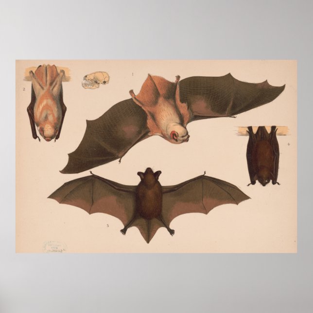 Póster Ilustracion Vintage Flying Bat (1874) (Frente)