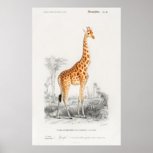 Póster Ilustración vintage francesa de jirafa