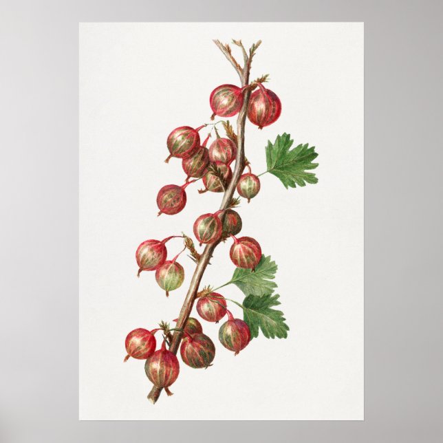 Póster Ilustracion Vintage Gooseberries (Frente)