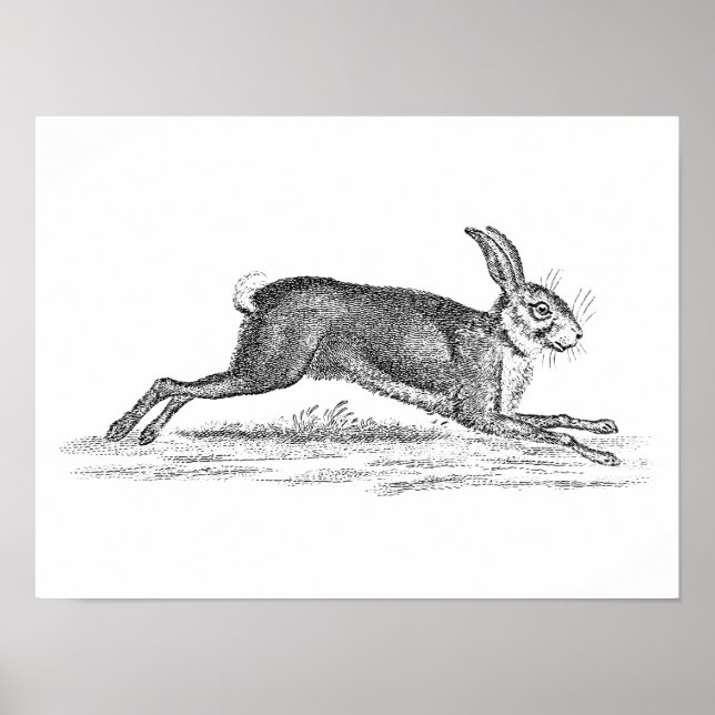 Póster Ilustracion Vintage Hare Bunny Rabbit 1800 (Frente)