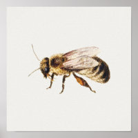 Ilustracion Vintage Honey Bee
