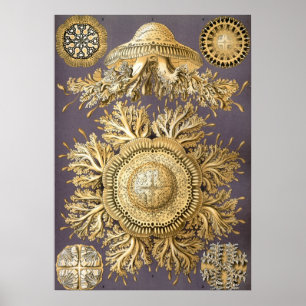 Póster Ilustracion Vintage Jellyfish