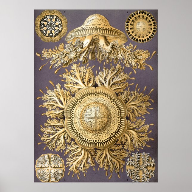 Póster Ilustracion Vintage Jellyfish (Frente)