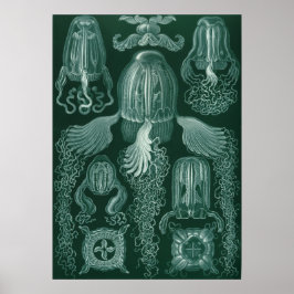 Póster Ilustracion Vintage Jellyfish