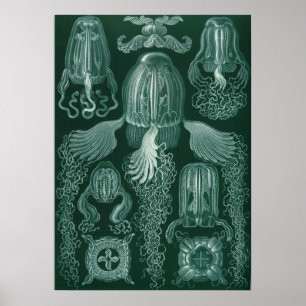 Póster Ilustracion Vintage Jellyfish