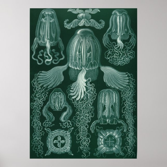 Póster Ilustracion Vintage Jellyfish (Frente)