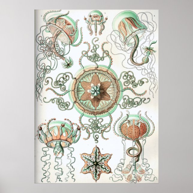 Póster Ilustracion Vintage Jellyfish (Frente)