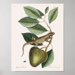 Póster Ilustracion Vintage Lizard