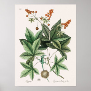 Póster Ilustracion Vintage Lizard