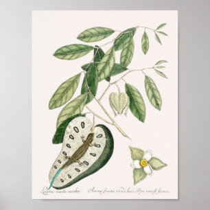 Póster Ilustracion Vintage Lizard