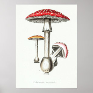 Póster Ilustracion Vintage Magic Mushrooms