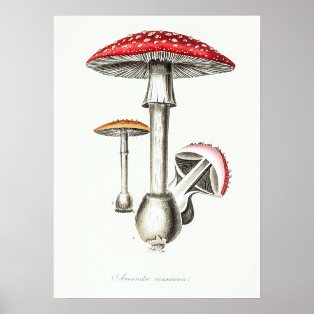 Póster Ilustracion Vintage Magic Mushrooms (Frente)