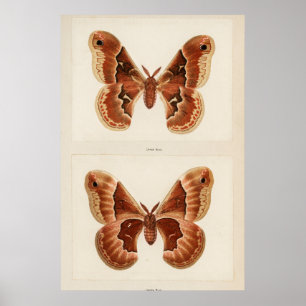 Póster Ilustracion Vintage Moth
