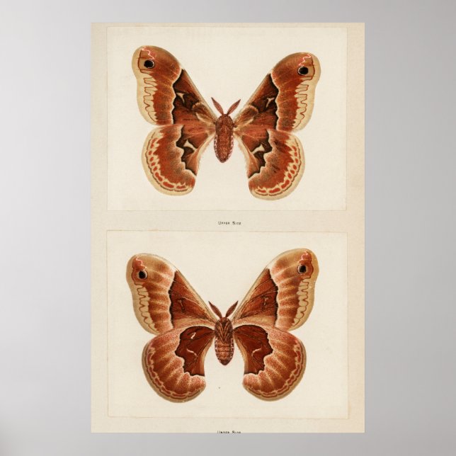 Póster Ilustracion Vintage Moth (Frente)