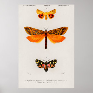 Póster Ilustracion Vintage Moth