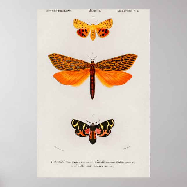 Póster Ilustracion Vintage Moth (Frente)