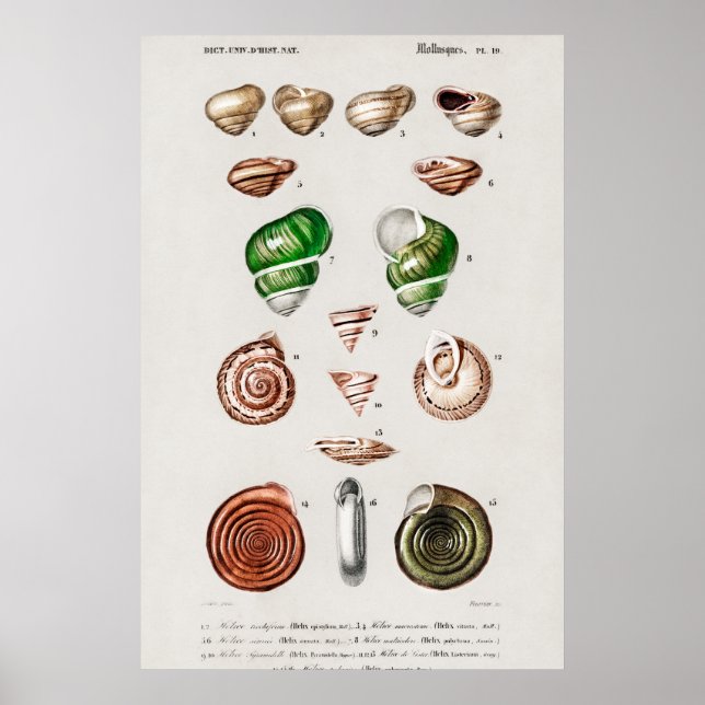 Póster Ilustracion Vintage Seashells (Frente)
