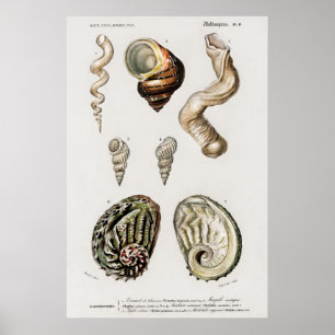 Póster Ilustracion Vintage Seashells