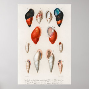 Póster Ilustracion Vintage Seashells